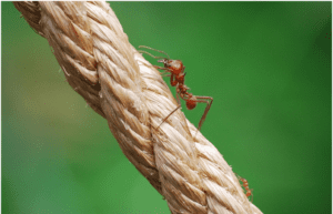 the diameter of the rope